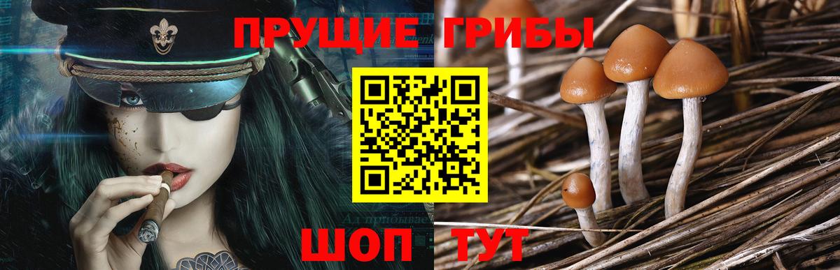 Псилоцибиновые грибы Cubensis Россошь